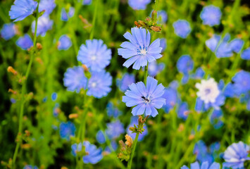 field and field plants in the middle of summer 