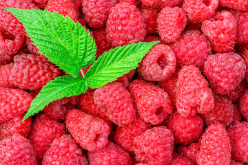 Red raspberries macro. Texture- raspberry.Photo of raspberry