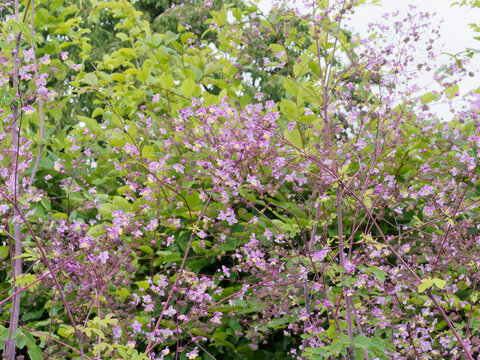 Thalictrum delavayi 'Splendide' ou Pigamon delavay aux grappes de petites fleurs en clochettes pendantes mauve, rose, lilas et violet au bout de tiges graciles fines et pourprées