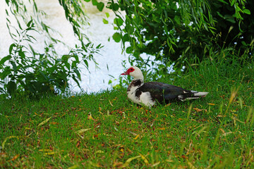 View of a wild white Muscovy duck with red face in Burgundy, France - Powered by Adobe