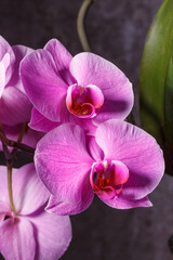 Fototapeta premium beautiful purple Phalaenopsis orchid flowers.Spring bloom of a variety of orchids. Pink yellow white purple orchids. selective focus.Beautiful floral background
