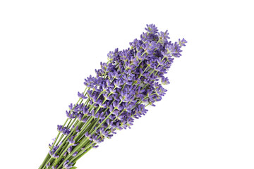 Purple lavender flowers bunch isolated on white background