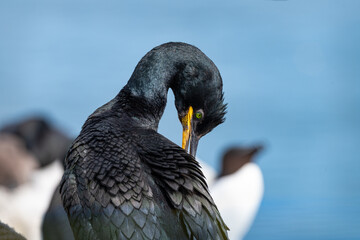 Shag (Phalacrocorax Aristotelis) on the Farne Islands, Northumberland, England