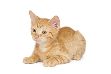 Small red kitten of 3 months