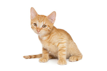 Small red kitten of 3 months