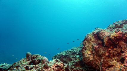 Fototapeta na wymiar Underwater rocks and fishes, beautiful textures in the Mediterranean sea