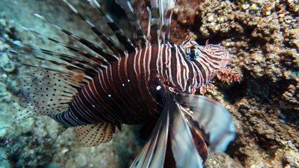Close up on a red lionfish, one of the dangerous coral reef fish