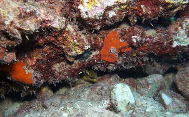 A green Moray eel looks out from its burrow