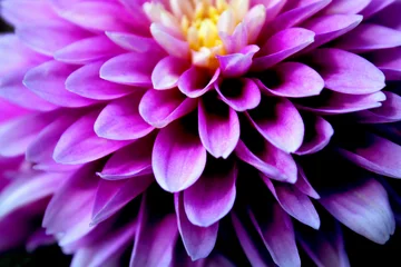 Fototapeten close up of purple dahlia © Savanna