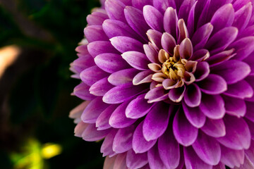 dahlia in the flowerbed