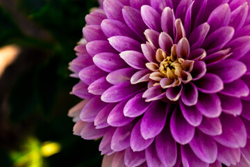 Obraz premium dahlia in the flowerbed