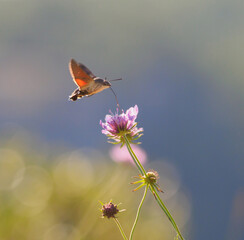Esfinge colibrí comiendo sobre flor