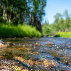 Background river. Beautiful brook trout caught during fly fishing.