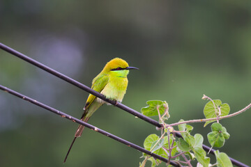 Obraz premium A Green Bee Eater perched on a cable wire and looking away in a soft blurry background. 