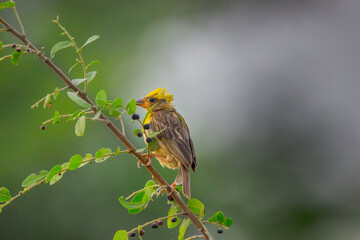 Scally Breasted Munia sitting on the tree branch and looking around in its natural environment 
