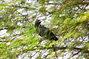 Asian Koel, Male, Eudynamys scolopaceus, perched on a tree branch, morning light, red eye, black...