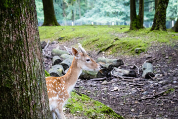 daim au parc à gibier La roche en ardenne