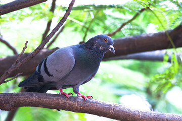 Indian Pigeon OR Rock Dove - The rock dove, rock pigeon, or common pigeon is a member of 
 the bird family Columbidae. In common usage, this bird is often simply referred to as the pigeon