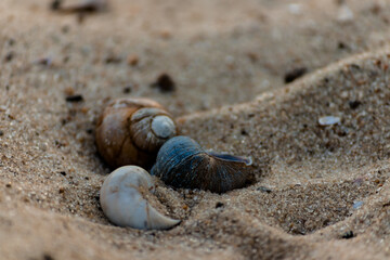 Three different river seashells close-up lie in the sands.