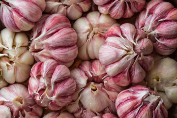 Fresh whole garlic close-up as background, texture. Top view