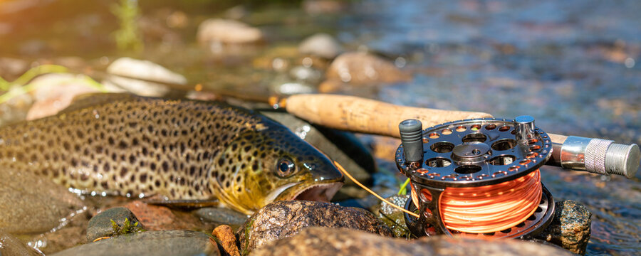 Beautiful brook trout caught during fly fishing.
