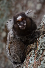 white tailed macaque