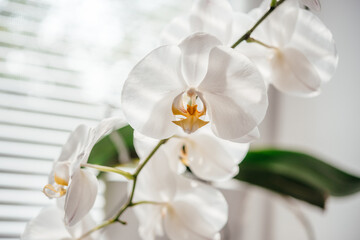Fototapeta na wymiar Blooming white orchid homeplant in the bathroom window with shutters, Phalaenopsis or moth orchid under diffused natural light of window shutters, easy orchids to grow as homeplants
