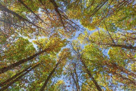 Contrapicado, Oto&ntilde;o en el viejo bosque de Casta&ntilde;os del pueblo del Tiemblo en la provincia de &Aacute;vila, Espa&ntilde;a