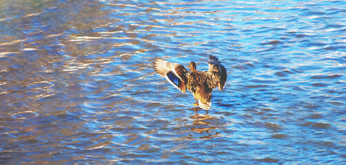 A brown bird walks across the water with spread wings
