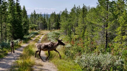 deer in Swedish forest in summer