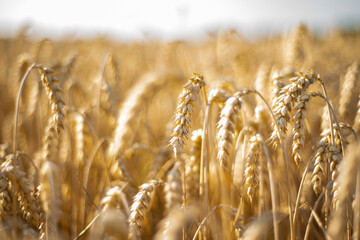 Field of yellow wheat before harvesting