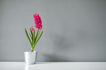 Hyacinth flower in tin pot on white table. Spring magenta flower, potted plant