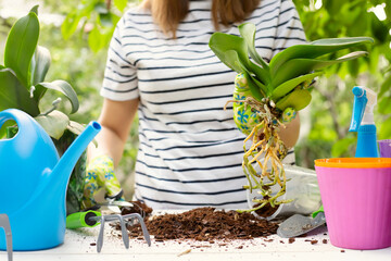 Transplant plants orchids. Woman in gloves is transplanting orchids plant into the new pot on the white wooden table
