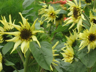 Spitze Mini-Sonnenblumen