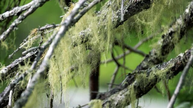 Moss on a hemlock tree.