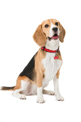 Pet dog beagle sits in a collar with a tag. The background is isolated.