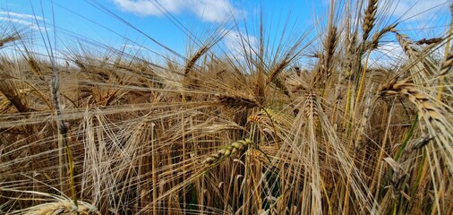 reed in the wind