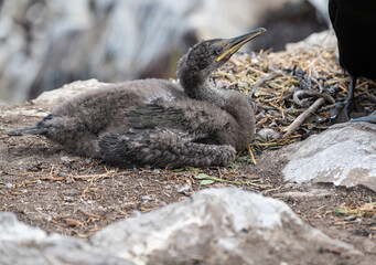 Shag Chick  (Phalacrocorax Aristotelis) on the Farne Islands, Northumberland, England