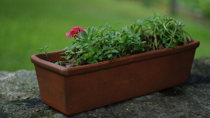 leaf - flower - pink - green - nature - plant