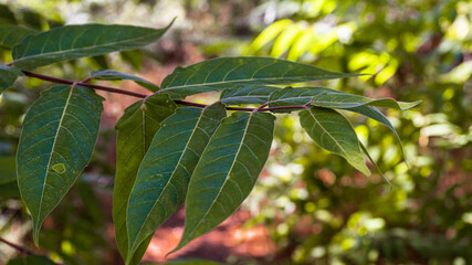 Close-up of some leaves from a bush, on an autumn afternoon.