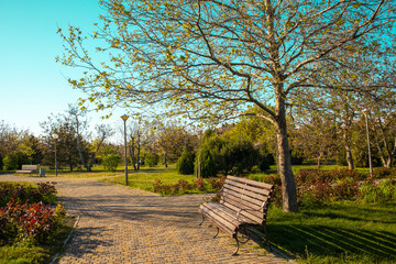 romantic bench in peaceful park in spring