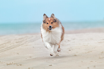 Smiling and fluffy sable with white shetland sheepdog, sheltie running crazy fast, showing teeth on the sea beach. Smart little lassie, collie dog running full speed with blue sky and sea background