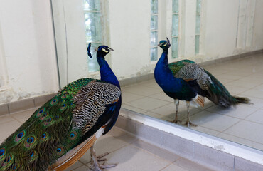 A colored peacock and its reflection in a miror