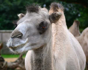Fototapeta premium portrait of a camel