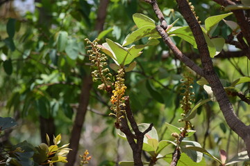 Cerrado