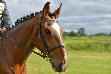 Fototapeten Bay horse beautifully plaited and turned out ready for competition outdoors in the English countryside. © Eileen