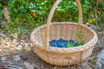Fototapeta na wymiar Berry season. Ripe blueberries in a basket. The process of finding and collecting blueberries in the forest during the ripening period.