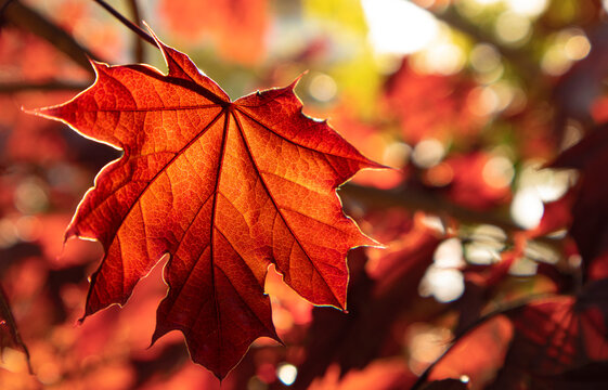 Sugar maple leaves in spring