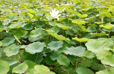 summer lake with water-lily flowers on water