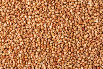 buckwheat. fresh buckwheat. dry buckwheat background. buckwheat texture